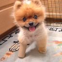 Caroline Edge - @pinkpantherpaw - Twitter