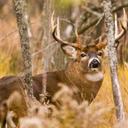 The Hunter  - @The_Buck_Hunter - Twitter