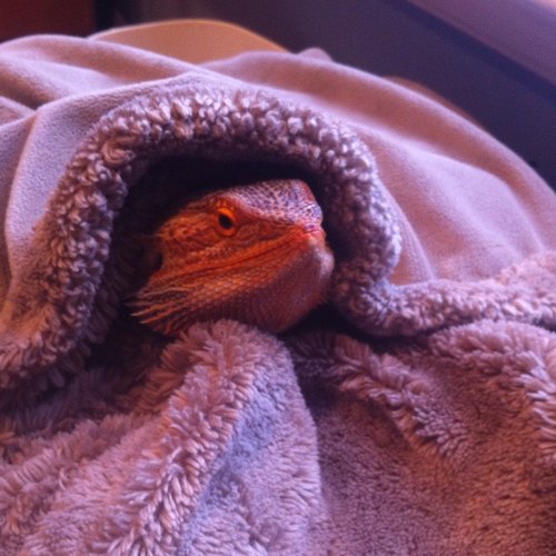 @newmanthelizard