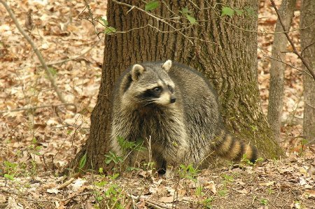 Dogue Hollow Wildlife Sanctuary is a non-profit organization caring for and rehabilitating orphaned and injured wildlife. 
Donations greatly appreciated!