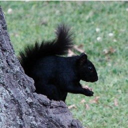 Manhattanville's own black squirrel, a cultured soul searching for the meaning of life. And nuts. Interested in foreign films, Bernini, and a good Pinot Gregio.