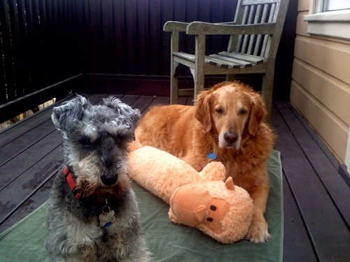 Sampsone & Buddy Profile