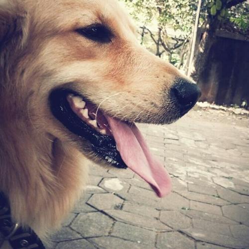Handsome golden retriever from Semarang.. Trully in love with orijen and apple.. :) Please follow me back..
