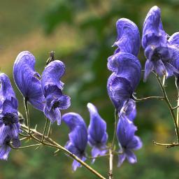 e_busines's profile picture. 