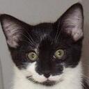 Donna Wick - @lottsacats - Twitter