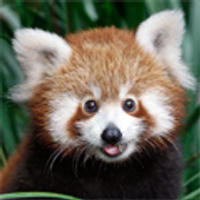 Pinglei Bao (@bobking) 's Twitter Profile Photo Pinglei Bao (@bobking) 's Twitter Profile Photo