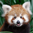 bobking's profile image