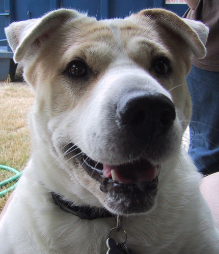 Snarky29's profile picture. Computer Guru, RPG Gamer, Pug and Dog Lover, Food Addict