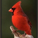 Steve Wilder - @EYEonBIRDS - Twitter