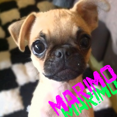 まりも パグ犬 Marimohaaaan Twitter
