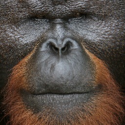 BorneoXperience's profile picture. Keep calm and keep safe...