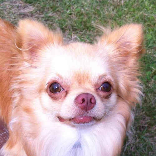 チワワのコロくん 熊本での犬吉写真撮影会は無事に終了 当日は九州インターナショナルドッグショーも開催しており 全国から チャンピオン犬が来ていました チワワのコンテストもやってました 歯並び 毛並み 歩き方など審査していました Http T Co チワワのコロくん 熊本での犬吉写真撮影会は無事に終了 当日は九州インターナショナルドッグショーも開催しており 全国から チャンピオン犬が来ていました チワワのコンテストもやってました 歯並び 毛並み 歩き方など審査していました Http T Co