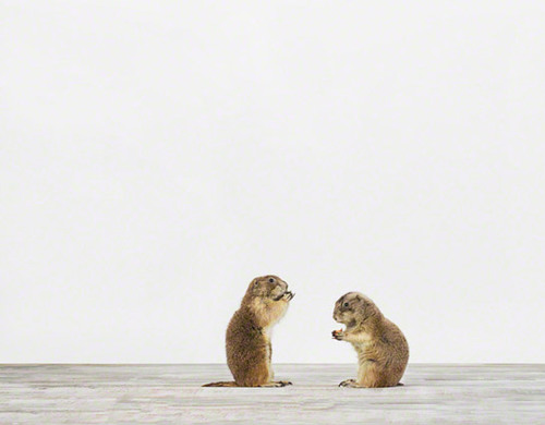 PrairieDogs