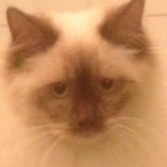 Meow. Got my human to open me a twitter account.  Purr si content.