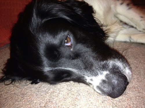 Woof woof woof! I used to be called Jake but found a new home through @essw_springer now called Sam. Search dog in training. Woof woof woof!