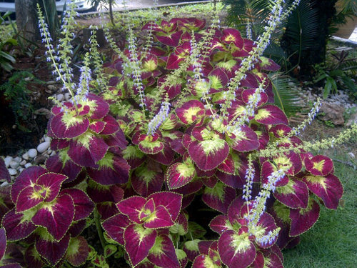 kkhalizan's profile picture. female