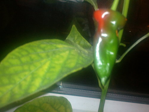 CachodeCabraUK's profile picture. Cacho de Cabra Chile from the New World Rediscovered grown in UK for the first time.
Crops ready Summer 2013
@Justlovefood