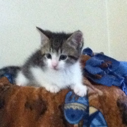 cphelp6's profile picture. 