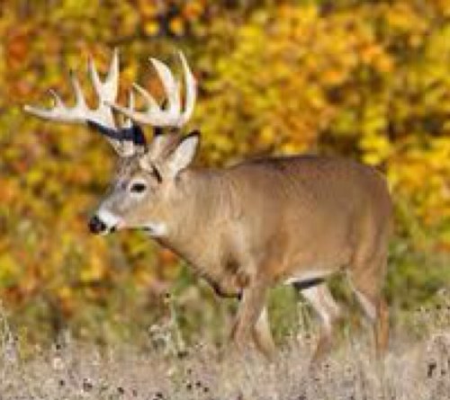 Rackemupoutdoor's profile picture. -Live tree stand tweets
#FallRutSpringStrut
#OhioBowhunter