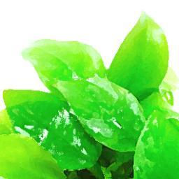 An Nana Na Twitteri やったー オトシンネグロのコリタブ餌付けに成功 これで餓死しないね 一安心です 争奪戦はメダカ Vs コリドラス Vs オトシンの三つ巴に