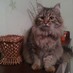 Cat Timofey  (@cattimofey) Twitter profile photo