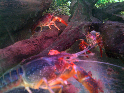 Menjual ikan hias air tawar,aquarium,accesoris perlengkapan aquarium,makanan ikan dll. Hp 081371133846/23668994.