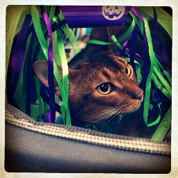 abyaday's profile picture. 