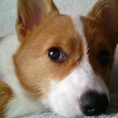犬好き酒好きゲーム好き活字好きアニメ好き漫画好き主婦。最近は古い映画にもハマっています。実はケアマネの資格所持者。 我が家の「ほの」「かな」という名のコーギー話題が多いです。ほのは星になってます。Are you up to somethig interesting?