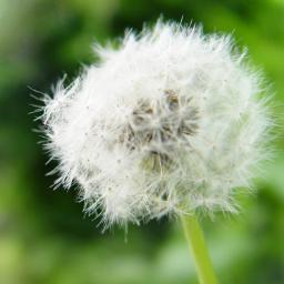세상을 바꾸는 청년들의 이야기. 관악구 민들레, 봉사활동, 민주, 진보, 국정원 해체, 박근혜 하야,