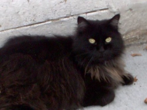 Raine856's profile picture. 