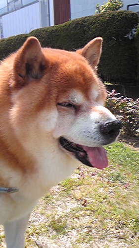 柴犬の新太郎（2011.7.28）ポメラニアンのマロン（2010.10.28）。1年間外猫だった　ねこまる(2016.9月生まれ推定)は　片手片足が無いけど元気。アイコンは11歳の時の先代犬　けんた。　2021.11から兄妹猫のあずき&きなこ。
