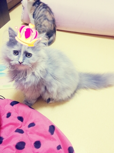 cat_havior_bot's profile picture. 고양이에 대한 정보를 알려드리고 고양이 관련 질문에 대한 답변을 해드리는 100% 수동봇입니다. 보다 원활한 답변을 위해 맞팔은 가급적 삼가하고 있습니다! 모든 [정보] 글들은 제 관심글에서 모아보실 수 있으며 질문은 언제든지 멘션해주세요. 121102 ~ing