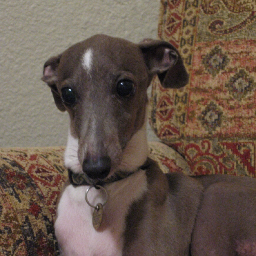 I'm  an Italian greyhound. A lover of opera, a castrati. I'm sightless and have lost my hairs. I like cheese. I like cheese a lot.