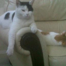 meeeeow.
i love being zayn maliks cat

FOLLOW -@RoloMalikArmy
@RoloMalikTeam
@RoloMalikClub