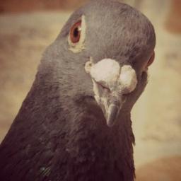 Coo! Im Kevin!:) i know im only a pigeon but Im a huge fan of One Direction, I starred in their video diary 4,i love them so much! Especially you, Loubear ;)
