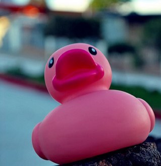 Hey all you sexy people and sea mamals! im a duck problem!? I am a duck and we can be friends. i have a scary addiction to Hovis Soft White #tocoolforthepond