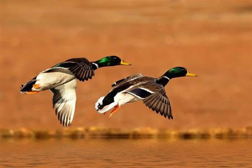 CSBSJUDU's profile picture. The official twitter account of the College of Saint Benedict and Saint John's University Ducks Unlimited Chapter. Do you have duck fever too?