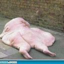 terri Ridley - @_pterridactyl_ - Twitter