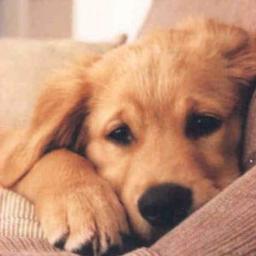 docdanilo's profile picture. 