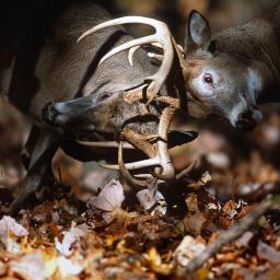 where hunters connect
