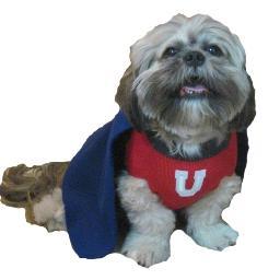 Fully equipping your Mutt with the largest selection of team related Jerseys and accessorieson the web! NFL, NCAA, NHL, NBA, MBL and NASCAR items available!