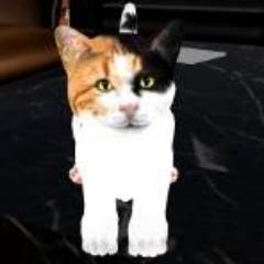 I read, review, bat at things in games, and gaze at television on occasion.  And am a kitty.