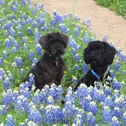 Schnoodle puppy for sale.
