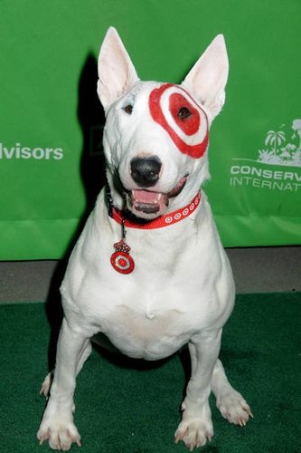 what dog is the target dog what dog is the target dog