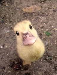 Just Ducky