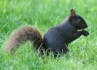 BCSQUIRREL's profile picture. just a squirrel out here trying to get a nut!