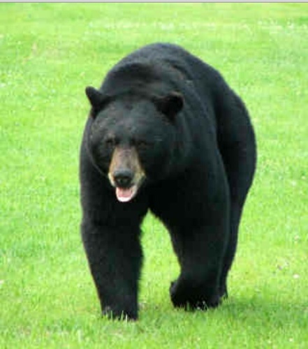 Ohio Black Bears.. #BuckeyeNation #ScarletAndGrey #DidYouKnow?