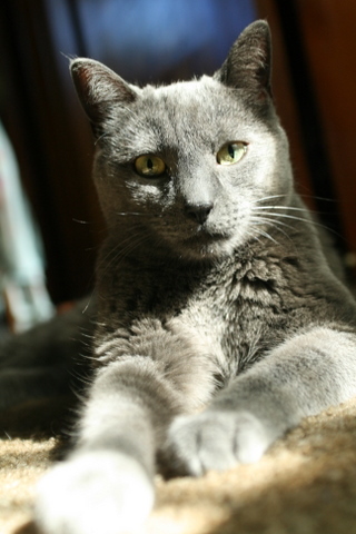 BigBadSebastian's profile picture. Sexual Orientation: Cat