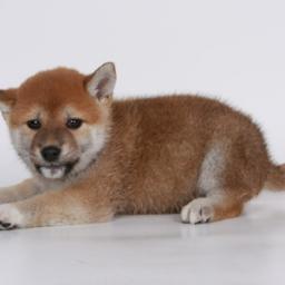 柴犬やまと15歳で空に旅立ちました🌈   今でも私の側にピタっとくっついているね🐕
