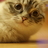 cafejobim's profile image